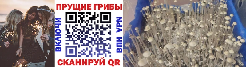 omg ONION Хадыженск shop официальный сайт Галлюциногенные грибы MAGIC MUSHROOMS